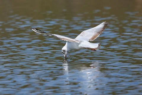 Seagull bird flying above the surface of water and catching small fish Stock Photos