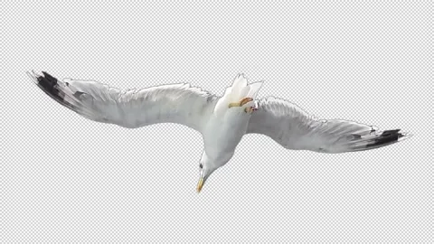 Seagull Bird Flying Stock Footage 233690276