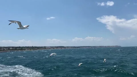 Seagull Bird Flying Low Over Water Shore Beach Panning Close Up Video stock 155218199