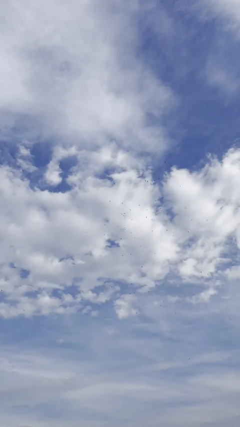 A seagull bird flying over a raging sea. Bright sunny day, mountains in the Stock Footage 314064543