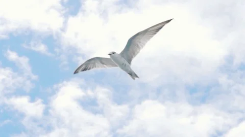 Seagull Bird Flying Over The Sky Stock Footage 130142372