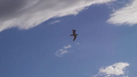Seagull bird flying in the sea. Beautiful sun over the sea, sun flare. Slow Stock Footage