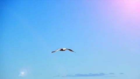 Seagull Bird Flying Slow Motion, Blue Sky Sun Nature Background Light Stock Footage 89367037