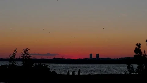 Seagull bird flying slow motion with sunset. Stock-Footage 140770101
