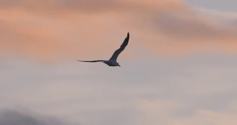 Seagull bird flying at sunset slow motion Stock Footage