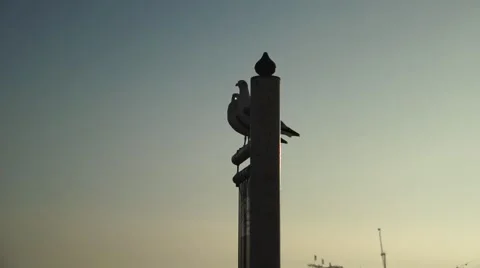 Seagull Bird fly's off post, Slow Motion, Coast Stock Footage 57123716