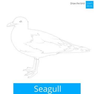 Seagull bird learn to draw vector Stock Illustration