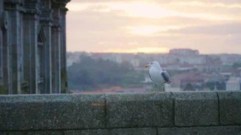 Seagull bird or gull standing on ancient stone wall overlooking Porto at sunset Stock Footage 293494881