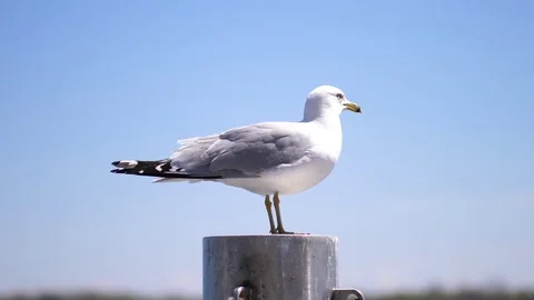 Seagull bird perched above the ocean 스톡 동영상 76222385