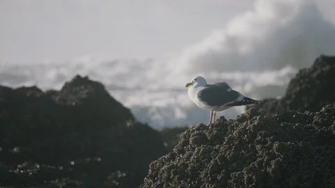 Seagull bird perched on rocks at beach waves crashing beautiful landscape Vídeo Stock 122804983