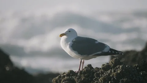 Seagull bird perched on rocks at beach waves crashing close up Stock-Footage 122805057