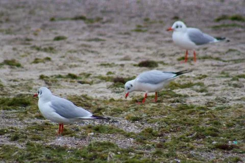 Seagull bird Stock Photos