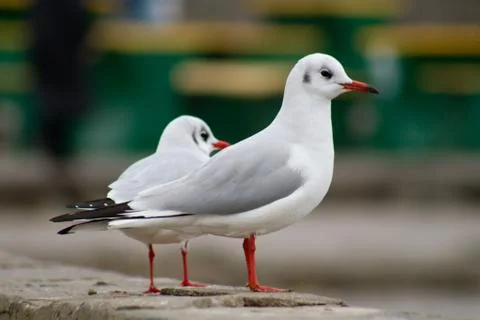 Seagull bird Stock Photos