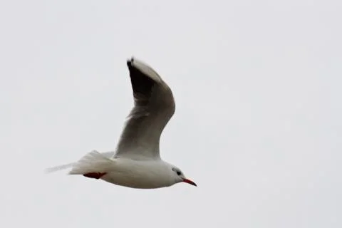 Seagull bird Stock Photos