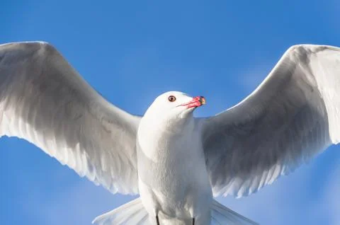 Seagull bird Stock Photos