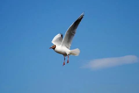 Seagull bird Stock Photos