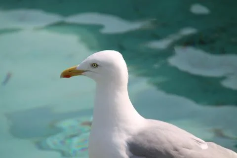 Seagull Bird. Stock Photos