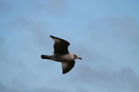 Seagull Bird. Foto stock