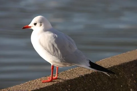 Seagull Bird. Stock Photos