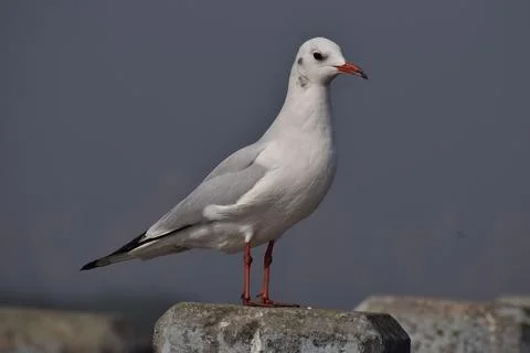 A SEAGULL BIRD Stock Photos