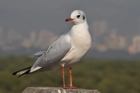 A seagull bird Foto stock