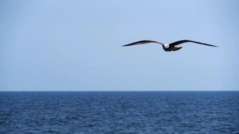 Seagull, a bird of prey flying and looking into the camera on blue sea backgr Stock Photos