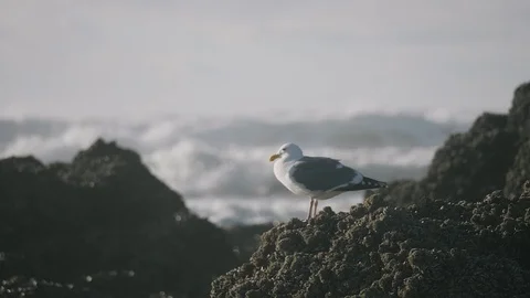 Seagull bird resting perched on rocks at beach waves crashing Vidéo 122805095