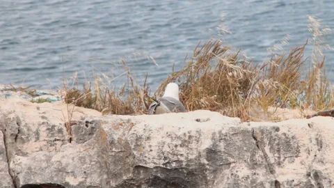 Seagull bird on rocks that hatches its eggs with and takes care of its petiol Stock Footage 90793147