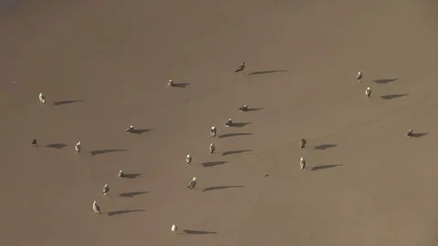 Seagull Bird on Sand Beach Stock Footage 72977473