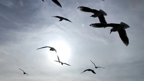 Seagull bird silhouettes flying against the sky Stock Footage