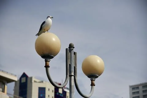 Seagull bird sitting on a street lamp Stock Photos