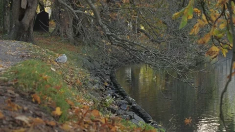 Seagull Bird Sitting under Fall Foliage Tree next to River. Stock Footage 233920321