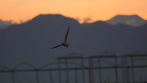 Seagull bird in slow motion flies in orange cloudy sky at sunrise or sunset Stock Footage