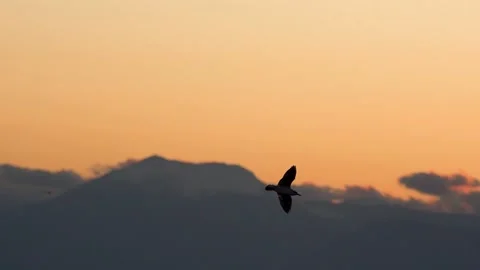 Seagull bird in slow motion flies in orange cloudy sky at sunrise or sunset Stock Footage 147938690