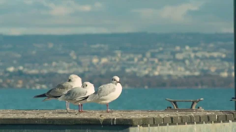 Seagull Bird Slow Motion Stock Footage 73504682