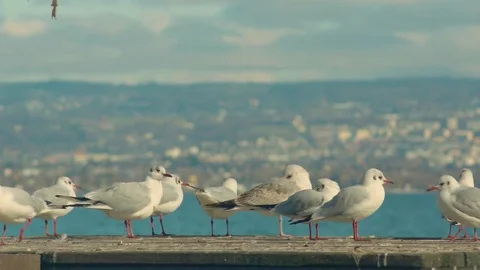Seagull Bird Slow Motion Stock Footage 73504696