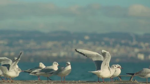 Seagull Bird Slow Motion Stock Footage 73504804