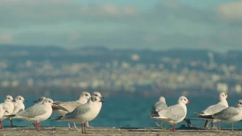 Seagull Bird Slow Motion Stock Footage 73504974