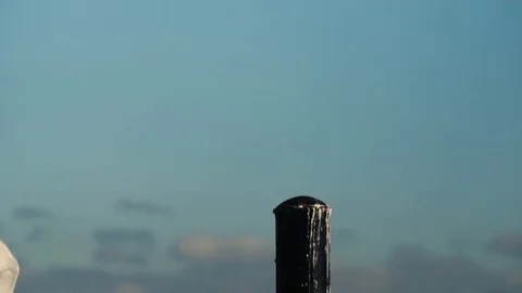 Seagull Bird Slow Motion Stock Footage 73505028