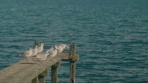 Seagull Bird Slow Motion Stock Footage 73505176