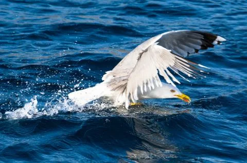 Seagull bird take-off Stock Photos