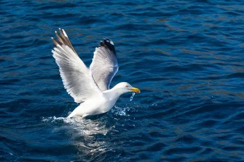 Seagull bird take-off Stock Photos