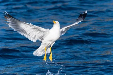 Seagull bird take-off 写真素材