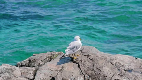 Seagull Bird, White Marine Water Fowl Animal on Beautiful Blue Green Seabird Stock Footage 156782353
