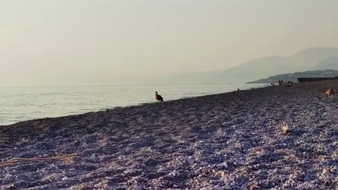Seagull Birds on the Beach. Seagull on the Background of the Ocean Waves. Stock Footage 231142485