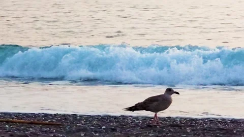 Seagull Birds on the Beach. Seagull on the Background of the Ocean Waves. Stock Footage 231142693