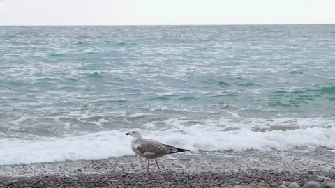 Seagull birds on the beach, wave flight, slow motion Stock Footage 142759552