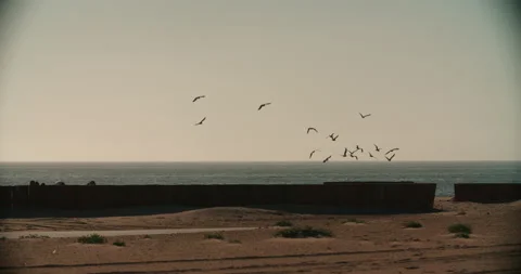 Seagull Birds Chasing Eachother on Beach Slow-Motion 240fps Stock Footage 168741809