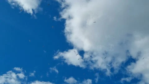 Seagull birds flock while flying for hunting on blue sky,wildlife nature animals Stock Footage 167572080