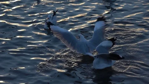 Seagull birds flying above the surface water sea slow motion Stock Footage 80808241